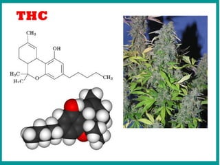 Drug's r
