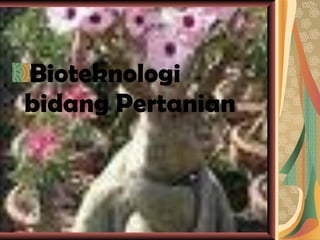 Bioteknologi bidang Pertanian  