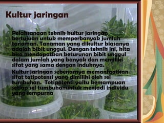 Kultur jaringan Pelaksanaan teknik kultur jaringan bertujuan untuk memperbanyak jumlah tanaman. Tanaman yang dikultur biasanya adalah bibit unggul. Dengan teknik ini, kita bisa mendapatkan keturunan bibit unggul dalam jumlah yang banyak dan memiliki sifat yang sama dengan induknya. Kultur jaringan sebenarnya memanfaatkan sifat totipotensi yang dimiliki oleh sel tumbuhan.  Totipotensi yaitu kemampuan setiap sel tumbuhanuntuk menjadi individu yang sempurna 