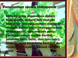 Penanaman secara hidroponik Metode yang digunakan dalam hidroponik, antara lain metode kultur air (menggunakan media air), metode kultur pasir (menggunakan media pasir), dan metode porus (menggunakan media kerikil, pecahan batu bata, dan lain-lain). Metode yang tergolong berhasil dan mudah diterapkan adalah metode pasir 