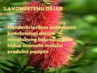 2.4 KOMPETENSI DASAR Mendeskripsikan penerapan bioteknologi dalam mendukung kelangsungan hidup manusia melalui produksi pangan 