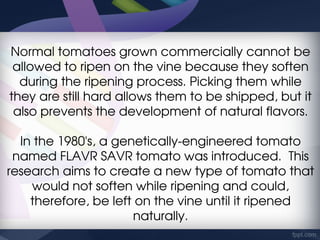 Normal tomatoes grown commercially cannot be 
 allowed to ripen on the vine because they soften 
  during the ripening process. Picking them while 
they are still hard allows them to be shipped, but it 
 also prevents the development of natural flavors.

  In the 1980's, a genetically­engineered tomato 
 named FLAVR SAVR tomato was introduced.  This 
research aims to create a new type of tomato that 
    would not soften while ripening and could, 
    therefore, be left on the vine until it ripened 
                      naturally.
 