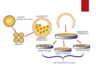 Stem Cell - is a "generic" cell that can
make exact copies of itself indefinitely.
 