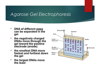                     
        Agarose Gel Electrophoresis
 
  

            DNA of different sizes
             can be separated in the
             gel
            the negatively charged
             DNAs move through the
             gel toward the positive
             electrode (anode)
            the smallest DNA move
             fastest and furthest down
             the gel 
            the largest DNAs move
             the least
 