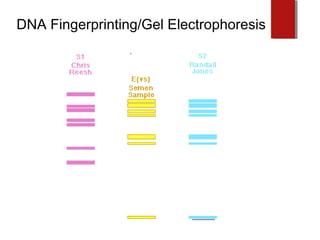 DNA Fingerprinting/Gel Electrophoresis
 