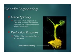 Genetic Engineering

   Gene       Splicing
       process in which fragments of
        DNA from one or more different
        organisms are combined to form
        recombinant DNA.


   Restriction       Enzymes
       DNA-cutting enzymes found
        in bacteria


            Tobacco Plant/Firefly
 