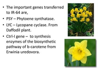 • The important genes transferred
to IR-64 are,
• PSY – Phytoene synthatase.
• LYC – Lycopane cyclase. From
Daffodil plant.
• Ctrl-I gene – to synthesis
enzymes of the biosynthetic
pathway of b-carotene from
Erwinia uredovora.

 