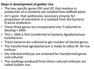 Steps in development of golden rice.
• The two specific genes PSY and LYC that involves in
production of b-carotene are isolated from daffodil plant.
• ctrl-I gene that synthesizes necessary enzyme for
production of provitamin A is isolated from the bacteria
Erwinia uredovera.
• These three genes are incorporated into Ti-plasmid to
develop r-DNA.
• This r- DNA is first transferred to bacteria Agrobacterium
tumefaciens.
• These bacteria are cultured to get number of cloned genes.
• The transformed agrobacterium is made to infect IR- 64 rice
embryo.
• the infected embryos are screened for transformed genes
and cultured.
• The seedlings produced from these cultured embryos are
called Golden rice.

 
