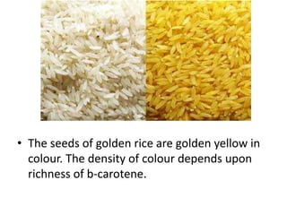 • The seeds of golden rice are golden yellow in
colour. The density of colour depends upon
richness of b-carotene.

 