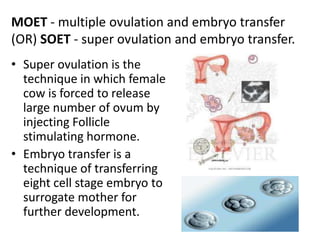 MOET - multiple ovulation and embryo transfer
(OR) SOET - super ovulation and embryo transfer.
• Super ovulation is the
technique in which female
cow is forced to release
large number of ovum by
injecting Follicle
stimulating hormone.
• Embryo transfer is a
technique of transferring
eight cell stage embryo to
surrogate mother for
further development.

 