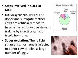 • Steps involved in SOET or
MOET.
• Estrus synchronization: The
donor and surrogate mother
cows are artificially made to
have same reproductive stage. It
is done by injecting gonado
tropic hormone.
• Super ovulation: The follicle
stimulating hormone is injected
to donor cow to release large
number of eggs.

 