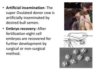 • Artificial insemination: The
super Ovulated donor cow is
artificially inseminated by
desired bull semen.
• Embryo recovery: After
fertilization eight cell
embryos are recovered for
further development by
surgical or non-surgical
method.

 