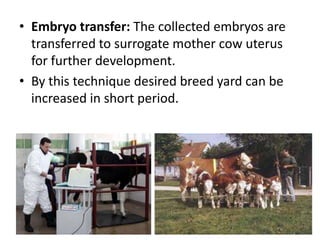 • Embryo transfer: The collected embryos are
transferred to surrogate mother cow uterus
for further development.
• By this technique desired breed yard can be
increased in short period.

 