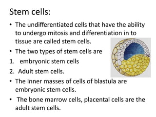 Stem cells:
• The undifferentiated cells that have the ability
to undergo mitosis and differentiation in to
tissue are called stem cells.
• The two types of stem cells are
1. embryonic stem cells
2. Adult stem cells.
• The inner masses of cells of blastula are
embryonic stem cells.
• The bone marrow cells, placental cells are the
adult stem cells.

 