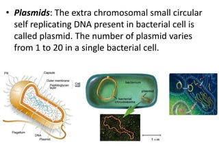 • Plasmids: The extra chromosomal small circular
self replicating DNA present in bacterial cell is
called plasmid. The number of plasmid varies
from 1 to 20 in a single bacterial cell.

 