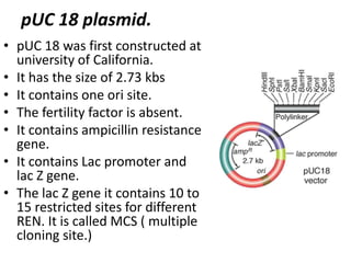 pUC 18 plasmid.
• pUC 18 was first constructed at
university of California.
• It has the size of 2.73 kbs
• It contains one ori site.
• The fertility factor is absent.
• It contains ampicillin resistance
gene.
• It contains Lac promoter and
lac Z gene.
• The lac Z gene it contains 10 to
15 restricted sites for different
REN. It is called MCS ( multiple
cloning site.)

 