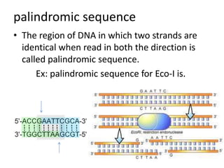 palindromic sequence
• The region of DNA in which two strands are
identical when read in both the direction is
called palindromic sequence.
Ex: palindromic sequence for Eco-I is.

 