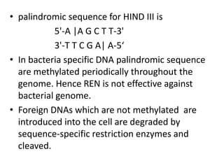 • palindromic sequence for HIND III is
5'-A |A G C T T-3'
3'-T T C G A| A-5‘
• In bacteria specific DNA palindromic sequence
are methylated periodically throughout the
genome. Hence REN is not effective against
bacterial genome.
• Foreign DNAs which are not methylated are
introduced into the cell are degraded by
sequence-specific restriction enzymes and
cleaved.

 
