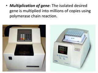 • Multiplication of gene: The isolated desired
gene is multiplied into millions of copies using
polymerase chain reaction.

 