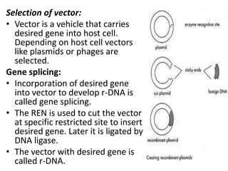 Selection of vector:
• Vector is a vehicle that carries
desired gene into host cell.
Depending on host cell vectors
like plasmids or phages are
selected.
Gene splicing:
• Incorporation of desired gene
into vector to develop r-DNA is
called gene splicing.
• The REN is used to cut the vector
at specific restricted site to insert
desired gene. Later it is ligated by
DNA ligase.
• The vector with desired gene is
called r-DNA.

 