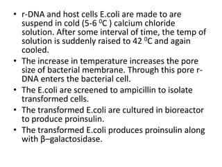 • r-DNA and host cells E.coli are made to are
suspend in cold (5-6 0C ) calcium chloride
solution. After some interval of time, the temp of
solution is suddenly raised to 42 0C and again
cooled.
• The increase in temperature increases the pore
size of bacterial membrane. Through this pore rDNA enters the bacterial cell.
• The E.coli are screened to ampicillin to isolate
transformed cells.
• The transformed E.coli are cultured in bioreactor
to produce proinsulin.
• The transformed E.coli produces proinsulin along
with β–galactosidase.

 