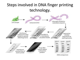 Steps involved in DNA finger printing
technology.

 