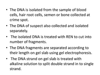 • The DNA is isolated from the sample of blood
cells, hair root cells, semen or bone collected at
crime spot.
• The DNA of suspect also collected and isolated
separately.
• The isolated DNA is treated with REN to cut into
number of fragments.
• The DNA fragments are separated according to
their length on gel slab using gel electrophoresis.
• The DNA strand on gel slab is treated with
alkaline solution to split double strand in to single
strand.

 