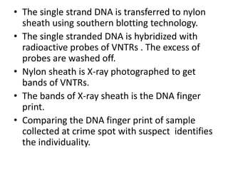 • The single strand DNA is transferred to nylon
sheath using southern blotting technology.
• The single stranded DNA is hybridized with
radioactive probes of VNTRs . The excess of
probes are washed off.
• Nylon sheath is X-ray photographed to get
bands of VNTRs.
• The bands of X-ray sheath is the DNA finger
print.
• Comparing the DNA finger print of sample
collected at crime spot with suspect identifies
the individuality.

 