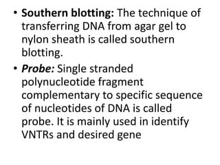 • Southern blotting: The technique of
transferring DNA from agar gel to
nylon sheath is called southern
blotting.
• Probe: Single stranded
polynucleotide fragment
complementary to specific sequence
of nucleotides of DNA is called
probe. It is mainly used in identify
VNTRs and desired gene

 