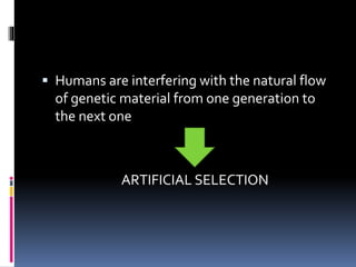  Humans are interfering with the natural flow
of genetic material from one generation to
the next one
ARTIFICIAL SELECTION
 