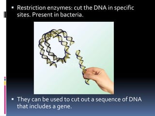  Restriction enzymes: cut the DNA in specific
sites. Present in bacteria.
 They can be used to cut out a sequence of DNA
that includes a gene.
 