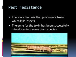 Pest resistance
 There is a bacteria that produces a toxin
which kills insects.
 The gene for the toxin has been successfully
introduces into some plant species.
 