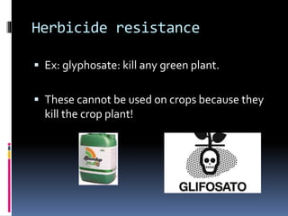 Herbicide resistance
 Ex: glyphosate: kill any green plant.
 These cannot be used on crops because they
kill the crop plant!
 