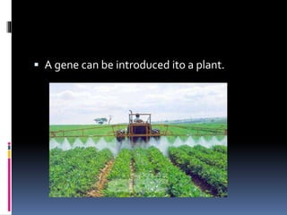  A gene can be introduced ito a plant.
 