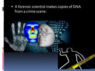  A forensic scientist makes copies of DNA
from a crime scene.
 