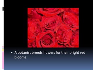  A botanist breeds flowers for their bright red
blooms.
 