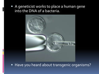  A geneticist works to place a human gene
into the DNA of a bacteria.
 Have you heard about transgenic organisms?
 