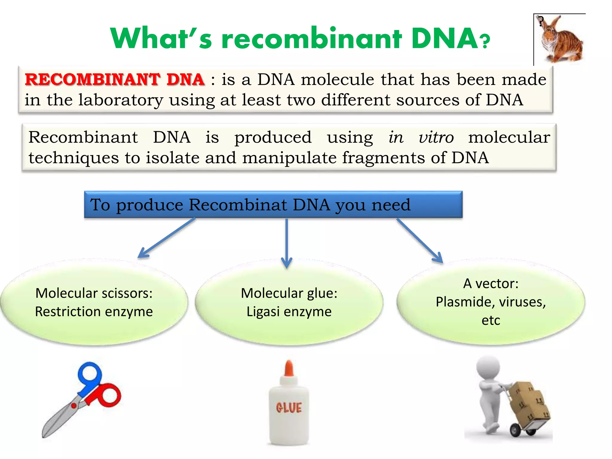What’s recombinant DNA?
RECOMBINANT DNA : is a DNA molecule that has been made
in the laboratory using at least two different sources of DNA
Recombinant DNA is produced using in vitro molecular
techniques to isolate and manipulate fragments of DNA
?
To produce Recombinat DNA you need
Molecular scissors:
Restriction enzyme
Molecular glue:
Ligasi enzyme
A vector:
Plasmide, viruses,
etc
 