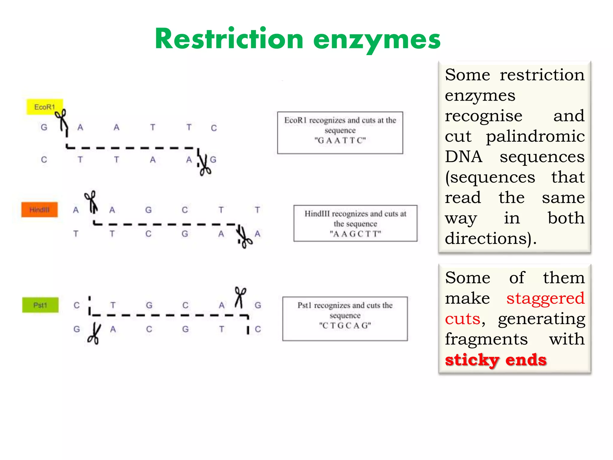 Restriction enzymes
Some restriction
enzymes
recognise and
cut palindromic
DNA sequences
(sequences that
read the same
way in both
directions).
Some of them
make staggered
cuts, generating
fragments with
sticky ends
 