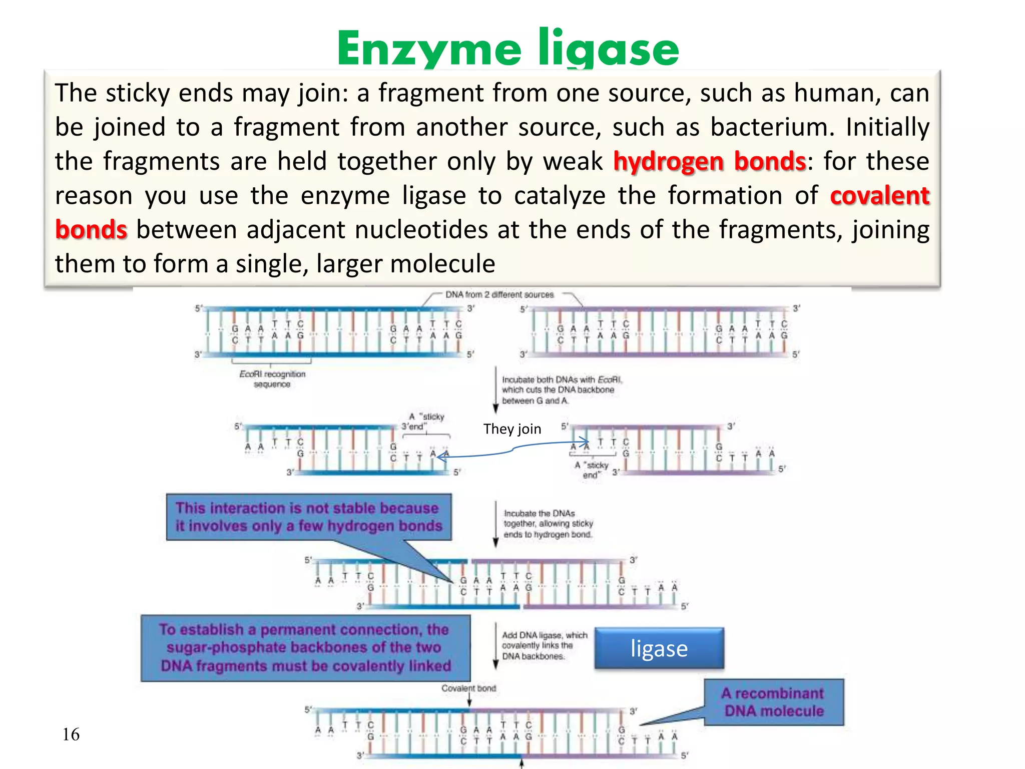 16
Enzyme ligase
The sticky ends may join: a fragment from one source, such as human, can
be joined to a fragment from another source, such as bacterium. Initially
the fragments are held together only by weak hydrogen bonds: for these
reason you use the enzyme ligase to catalyze the formation of covalent
bonds between adjacent nucleotides at the ends of the fragments, joining
them to form a single, larger molecule
They join
ligase
 