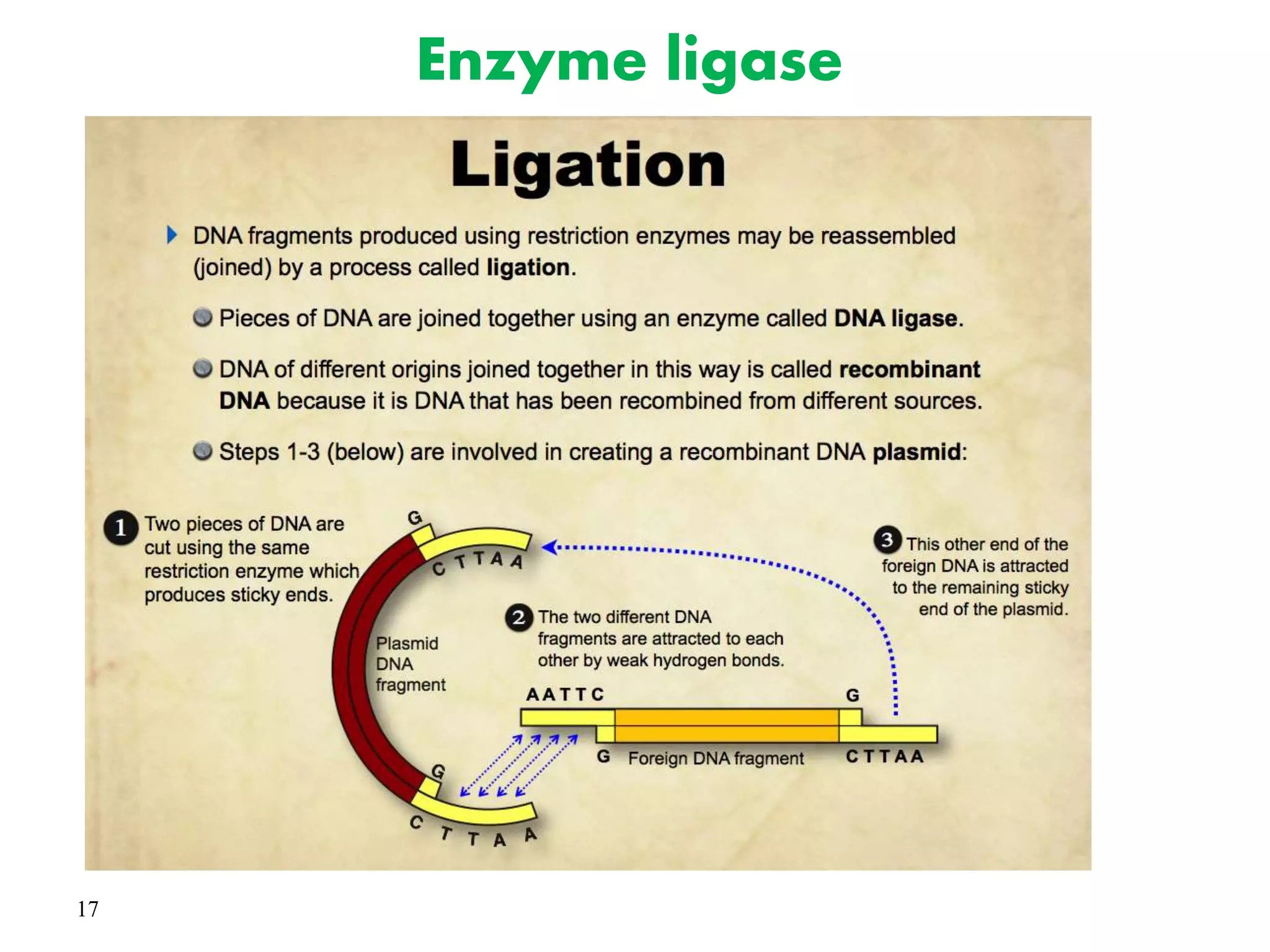 17
Enzyme ligase
 