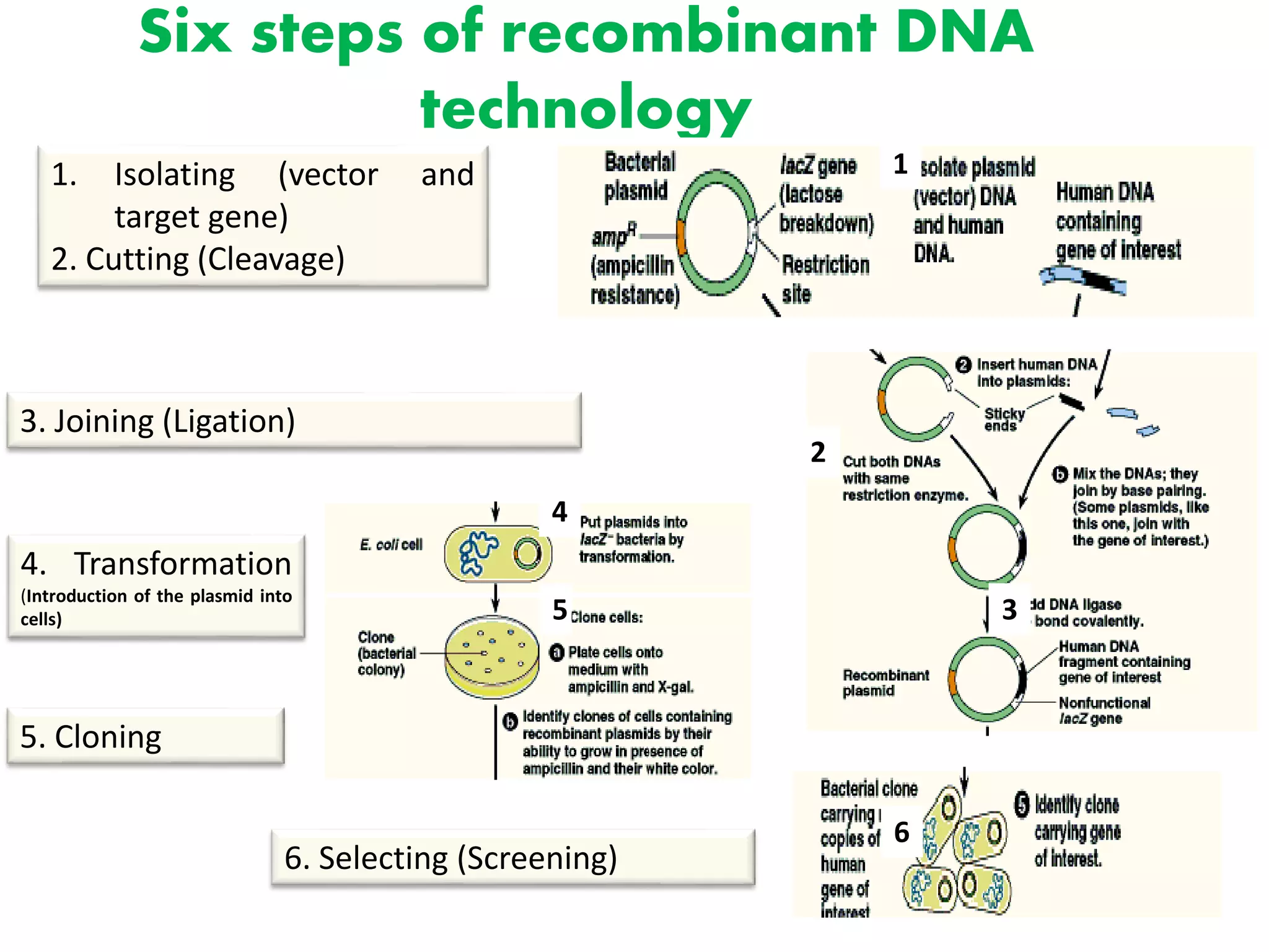 Six steps of recombinant DNA
technology
1. Isolating (vector and
target gene)
2. Cutting (Cleavage)
3. Joining (Ligation)
6. Selecting (Screening)
5. Cloning
2
3
1
4
4. Transformation
(Introduction of the plasmid into
cells) 5
6
 