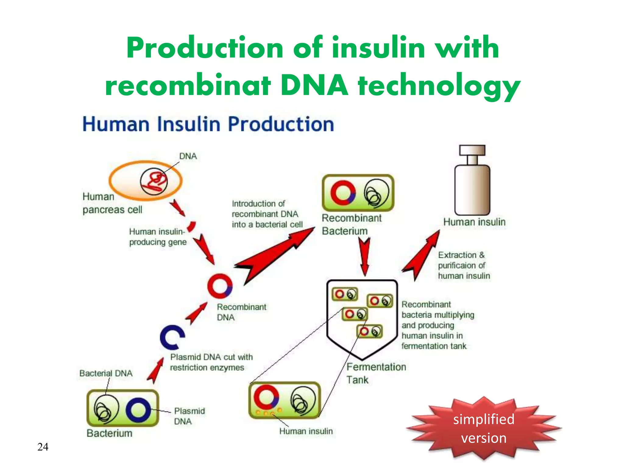 24
Production of insulin with
recombinat DNA technology
simplified
version
 