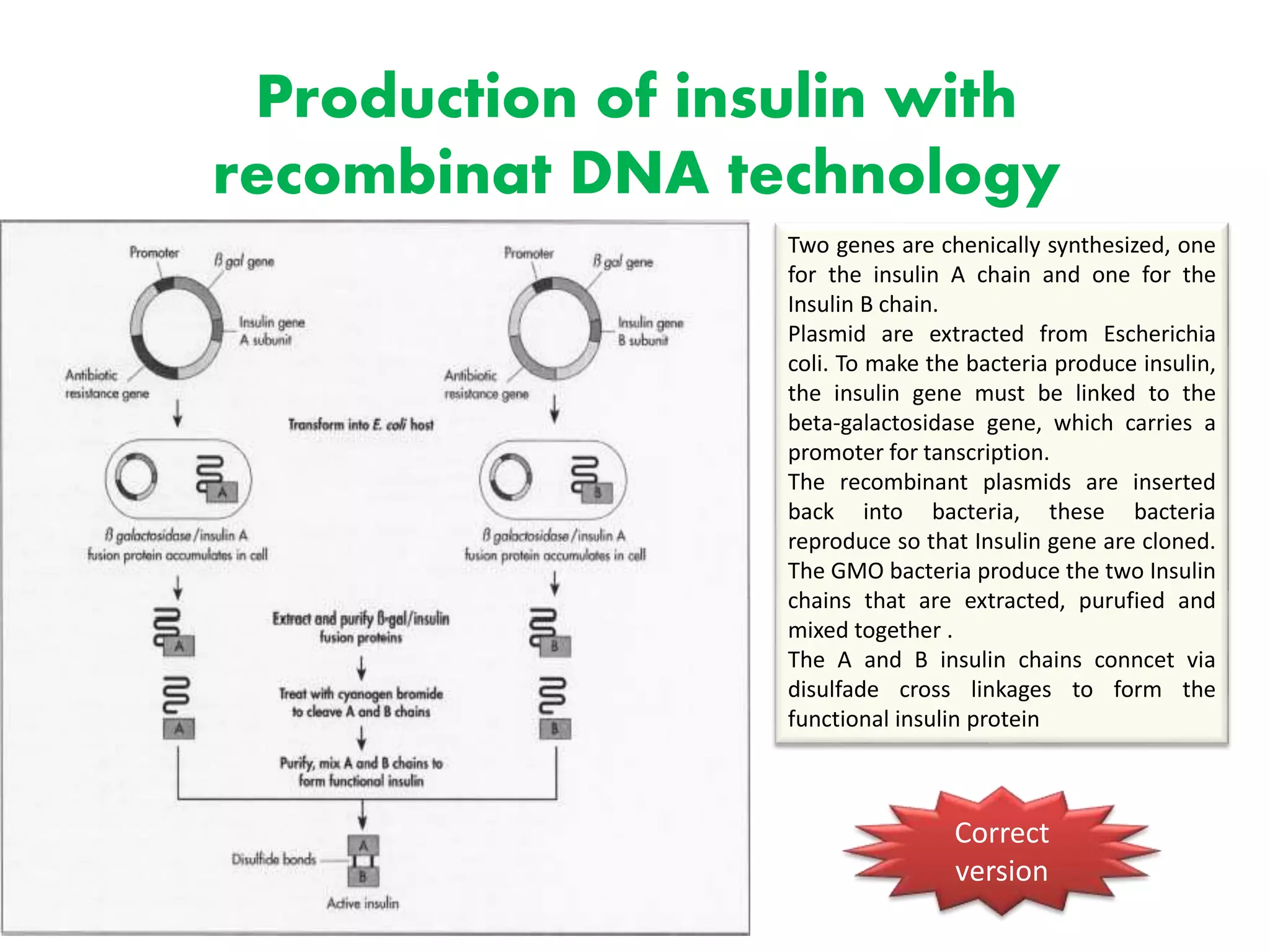 Production of insulin with
recombinat DNA technology
Correct
version
Two genes are chenically synthesized, one
for the insulin A chain and one for the
Insulin B chain.
Plasmid are extracted from Escherichia
coli. To make the bacteria produce insulin,
the insulin gene must be linked to the
beta-galactosidase gene, which carries a
promoter for tanscription.
The recombinant plasmids are inserted
back into bacteria, these bacteria
reproduce so that Insulin gene are cloned.
The GMO bacteria produce the two Insulin
chains that are extracted, purufied and
mixed together .
The A and B insulin chains conncet via
disulfade cross linkages to form the
functional insulin protein
 