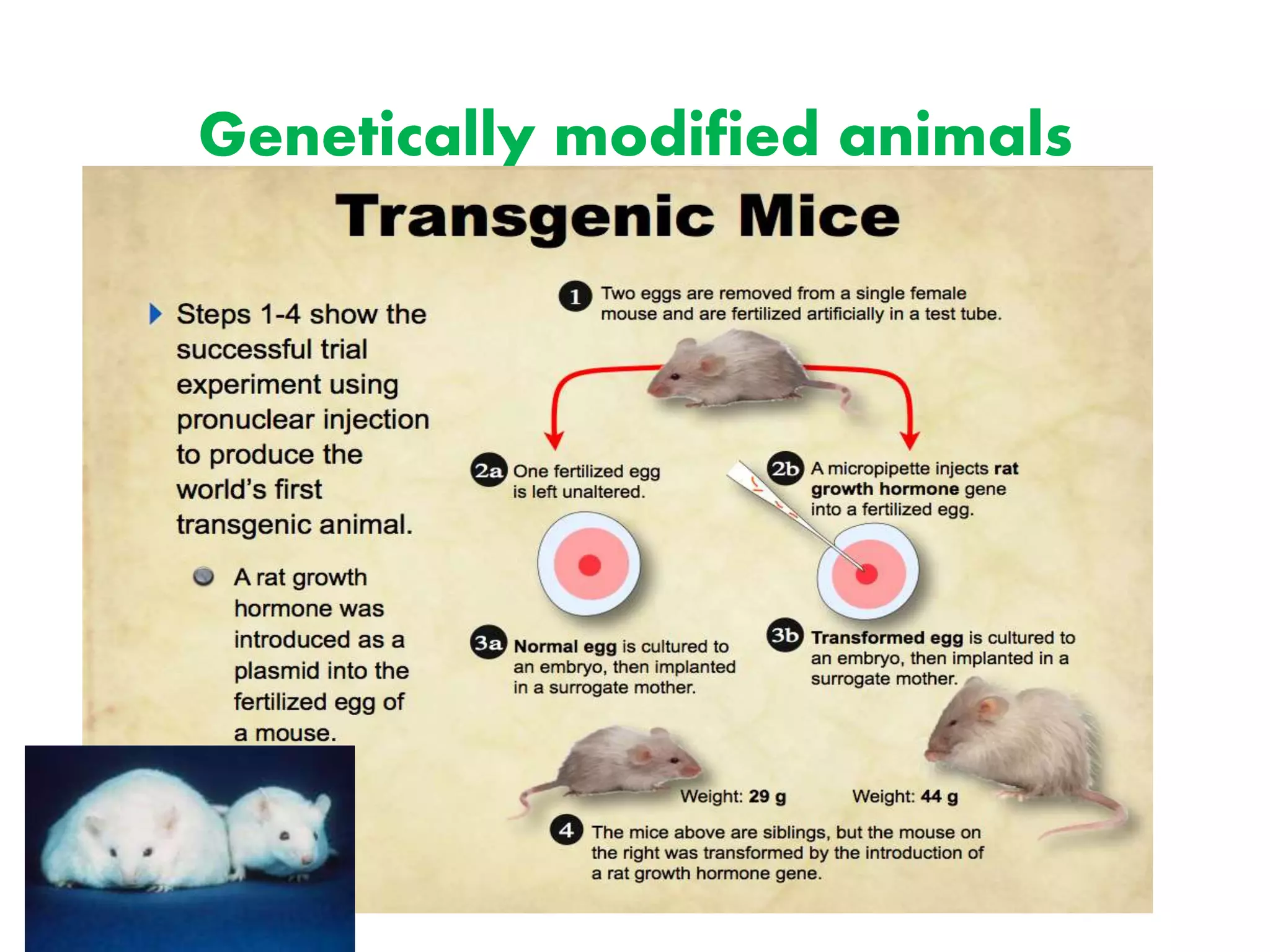 Genetically modified animals
 