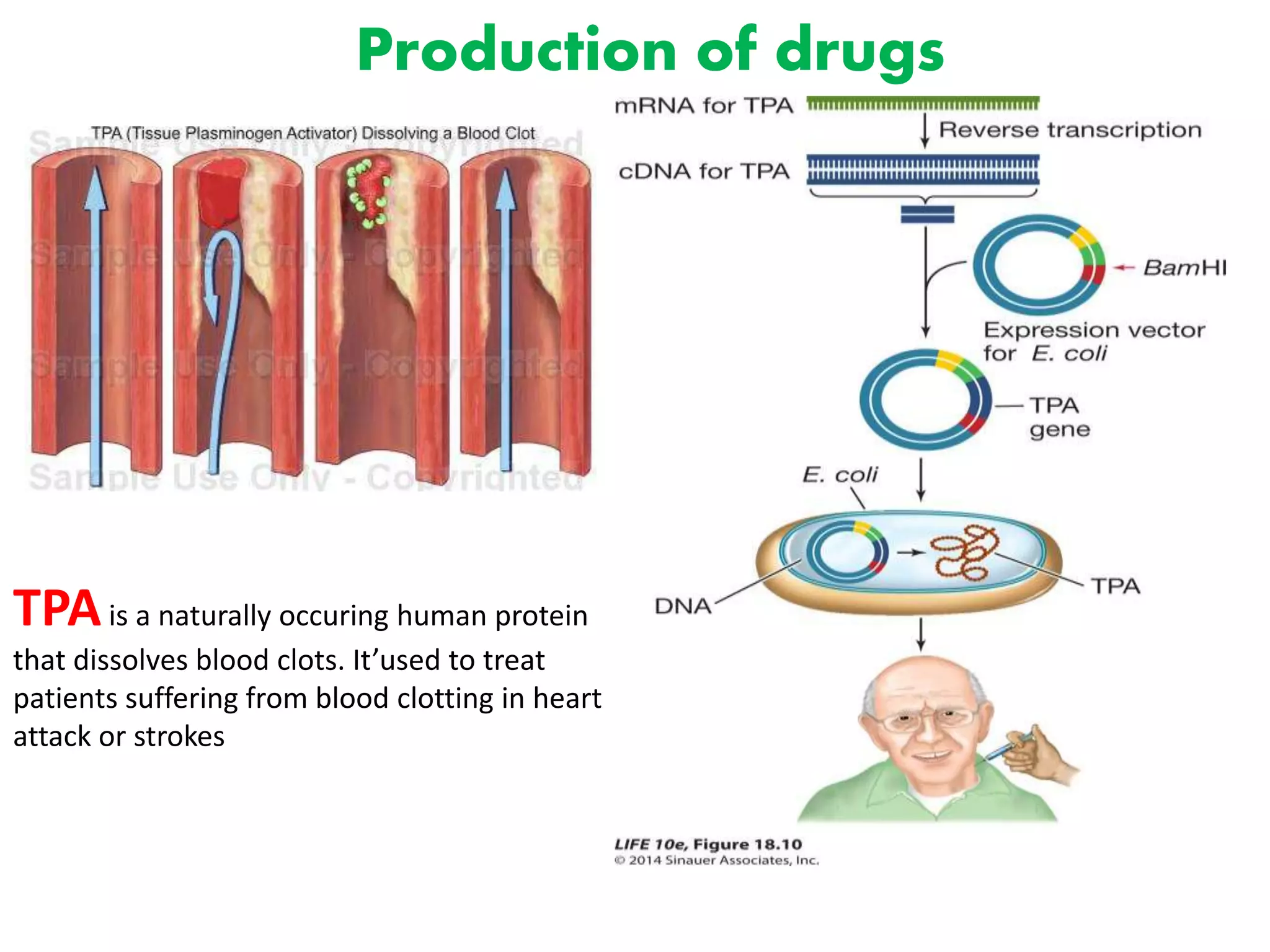 TPAis a naturally occuring human protein
that dissolves blood clots. It’used to treat
patients suffering from blood clotting in heart
attack or strokes
Production of drugs
 