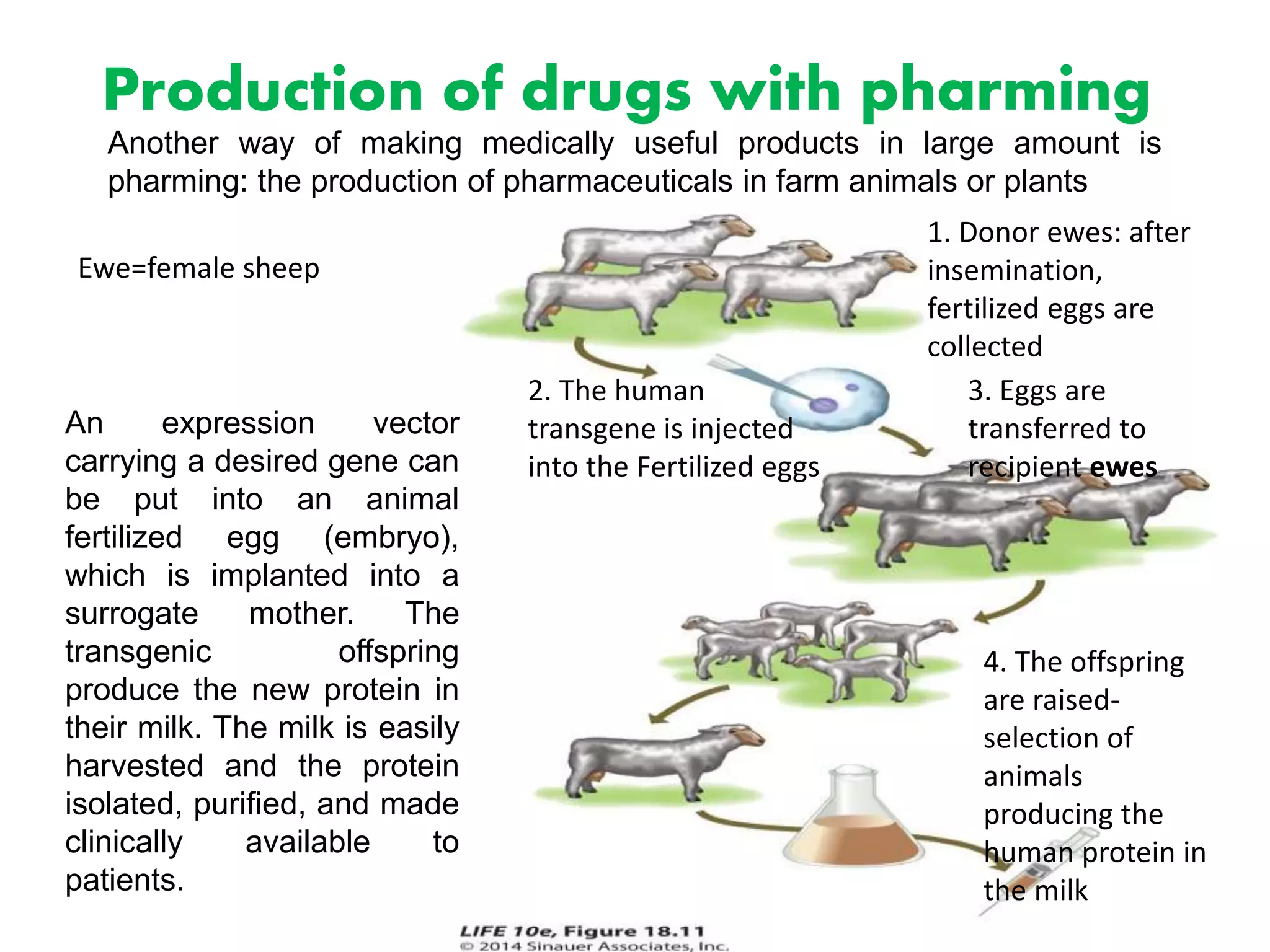 Production of drugs with pharming
An expression vector
carrying a desired gene can
be put into an animal
fertilized egg (embryo),
which is implanted into a
surrogate mother. The
transgenic offspring
produce the new protein in
their milk. The milk is easily
harvested and the protein
isolated, purified, and made
clinically available to
patients.
Another way of making medically useful products in large amount is
pharming: the production of pharmaceuticals in farm animals or plants
2. The human
transgene is injected
into the Fertilized eggs
3. Eggs are
transferred to
recipient ewes
1. Donor ewes: after
insemination,
fertilized eggs are
collected
4. The offspring
are raised-
selection of
animals
producing the
human protein in
the milk
Ewe=female sheep
 