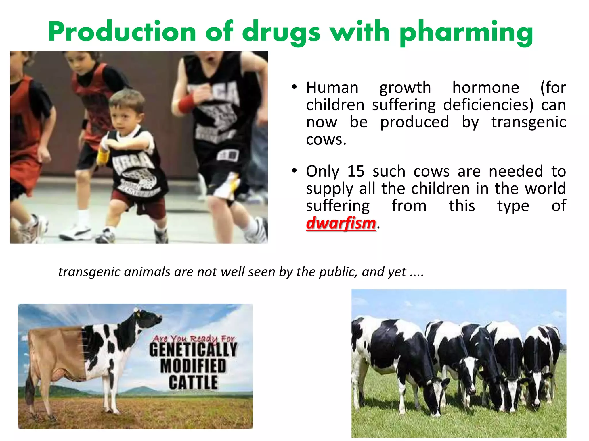 Production of drugs with pharming
• Human growth hormone (for
children suffering deficiencies) can
now be produced by transgenic
cows.
• Only 15 such cows are needed to
supply all the children in the world
suffering from this type of
dwarfism.
transgenic animals are not well seen by the public, and yet ....
 