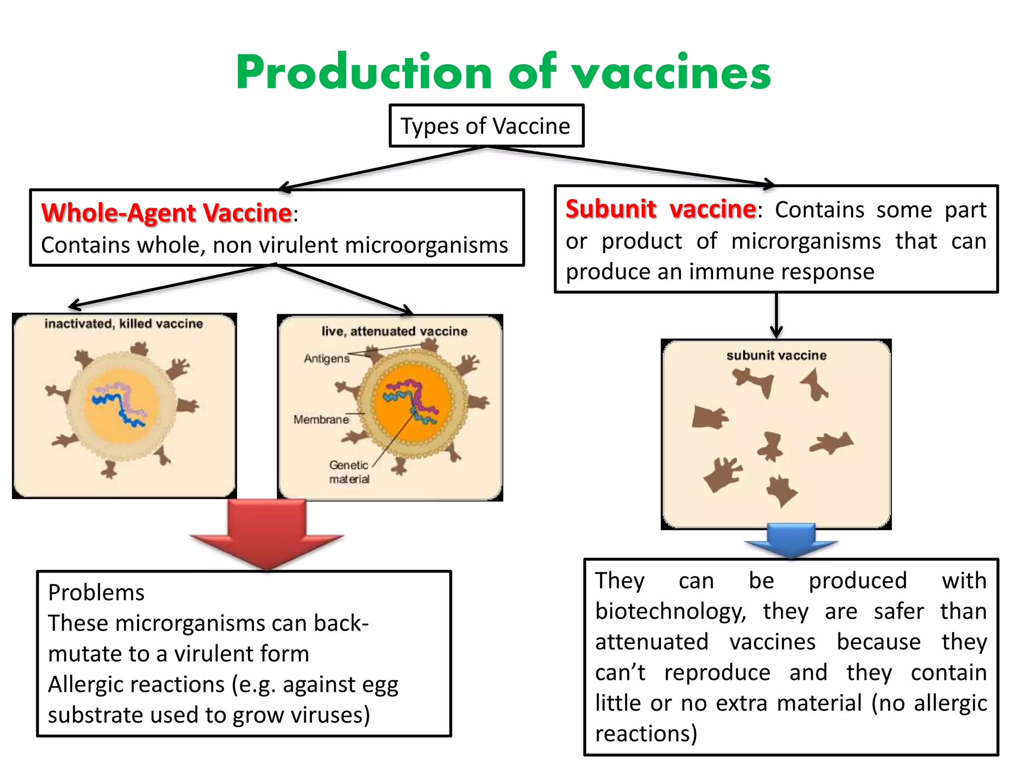38
Production of vaccines
Types of Vaccine
Whole-Agent Vaccine:
Contains whole, non virulent microorganisms
Subunit vaccine: Contains some part
or product of microrganisms that can
produce an immune response
Problems
These microrganisms can back-
mutate to a virulent form
Allergic reactions (e.g. against egg
substrate used to grow viruses)
They can be produced with
biotechnology, they are safer than
attenuated vaccines because they
can’t reproduce and they contain
little or no extra material (no allergic
reactions)
 