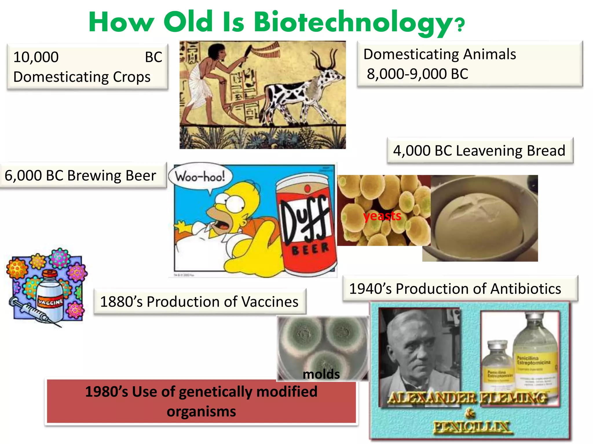How Old Is Biotechnology?
10,000 BC
Domesticating Crops
1880’s Production of Vaccines
Domesticating Animals
8,000-9,000 BC
4,000 BC Leavening Bread
6,000 BC Brewing Beer
1940’s Production of Antibiotics
1980’s Use of genetically modified
organisms
molds
yeasts
 